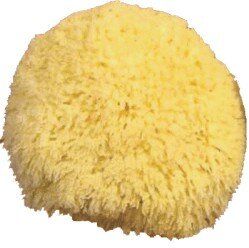 4-6 Inch Caribbean Grass Sponges